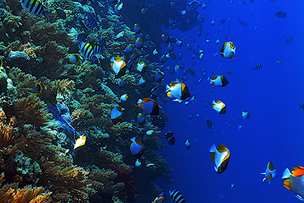 【週一限定｜五星老爺】帛琉玩家~海洋奇緣六日